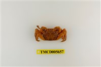 藏品(斑點擬相手蟹)的圖片